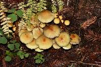 Hypholoma fasciculare image