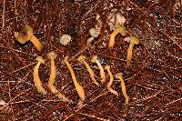 Leotia lubrica image