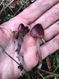 Mycena purpureofusca image