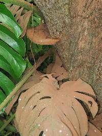 Ganoderma oerstedii image