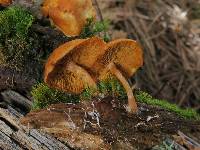 Gymnopilus sapineus image