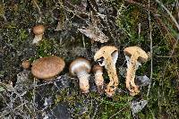 Suillus salmonicolor image