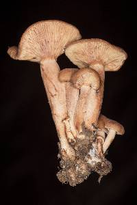 Lactarius rubidus image