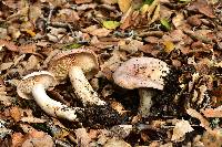 Lactarius argillaceifolius image