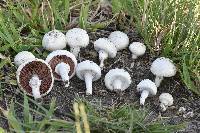 Agaricus campestris image