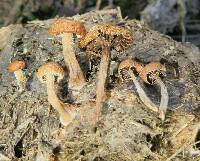 Psilocybe coprophila image