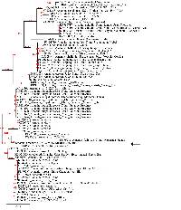 Amanita arocheae image