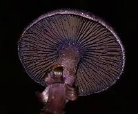 Cortinarius violaceus image