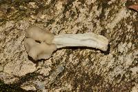 Helvella crispa image