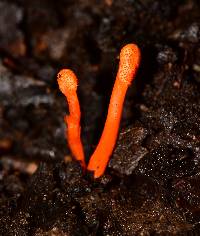 Cordyceps militaris image