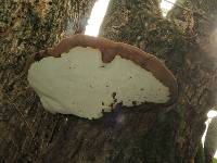 Ganoderma oerstedii image