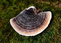 Trametes versicolor image