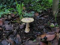 Amanita gemmata image