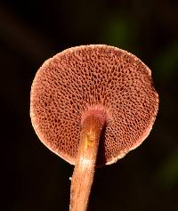 Chalciporus pseudorubinellus image