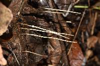 Macrotyphula juncea image