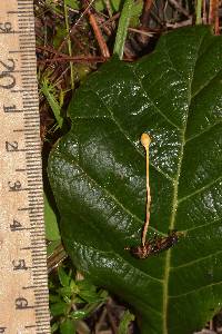 Ophiocordyceps sphecocephala image