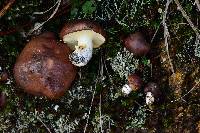 Suillus brevipes image