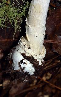 Amanita pantherina image