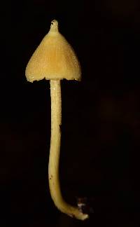 Entoloma murrayi image