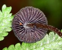 Psilocybe neoxalapensis image