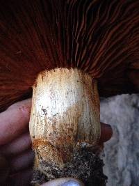 Gymnopilus ventricosus image