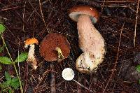 Amanita muscaria subsp. flavivolvata image