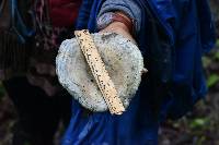 Lactarius indigo image