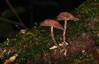 Psilocybe yungensis image