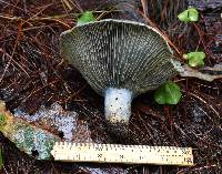 Lactarius indigo image