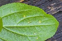 Puccinia coronata image