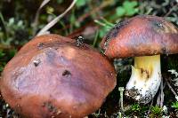 Suillus brevipes image