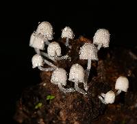 Coprinellus disseminatus image