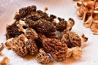 Morchella rufobrunnea image