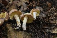 Suillus occidentalis image