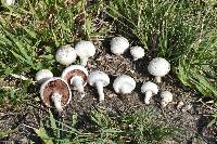 Agaricus campestris image