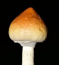 Psilocybe cubensis image