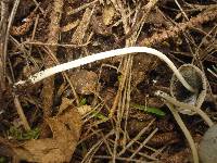 Coprinopsis lagopus image