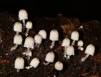 Coprinellus disseminatus image