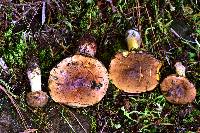 Boletus subvelutipes image