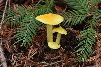 Hygrocybe chlorophana image