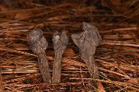 Helvella lacunosa image