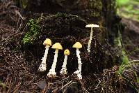 Amanita xylinivolva image