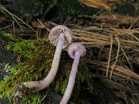 Inocybe geophylla image