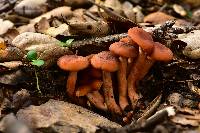 Lactarius rubidus image