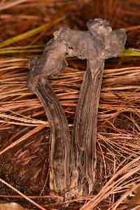 Helvella lacunosa image