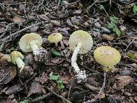 Amanita phalloides image