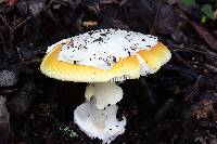 Amanita calyptroderma image