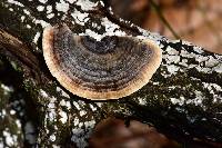 Trametes versicolor image