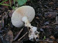 Amanita gemmata image