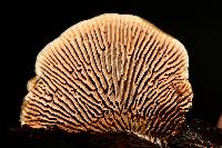 Osmoporus mexicanus image